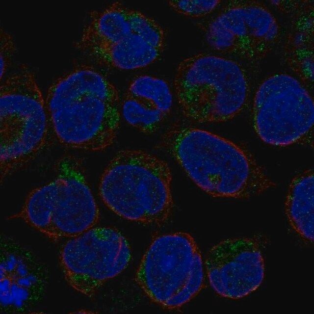 Anti-LINGO3 antibody produced in rabbit