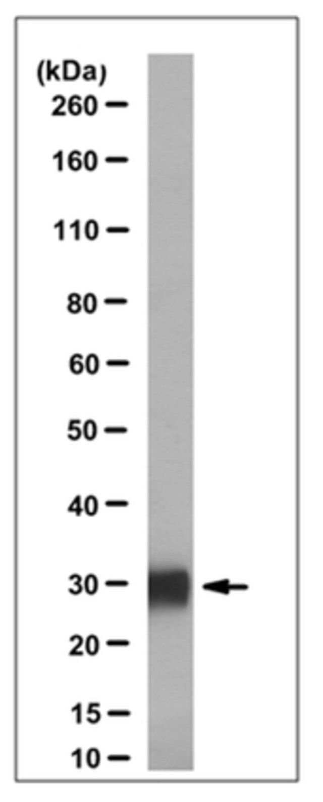 Anti-Lin28A Antibody, clone 35L33G