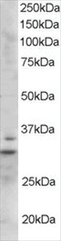 Anti-LIME1 antibody produced in goat