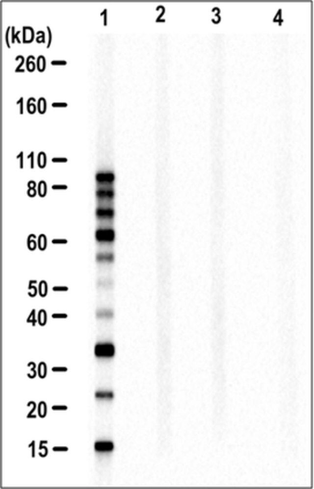 Anti-Linear Ubiquitin Antibody, clone LUB9
