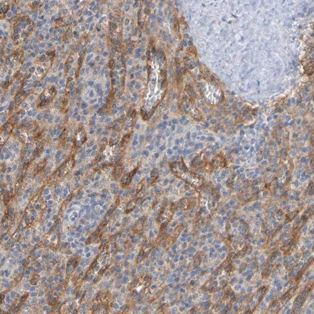 Anti-LILRB5 antibody produced in rabbit