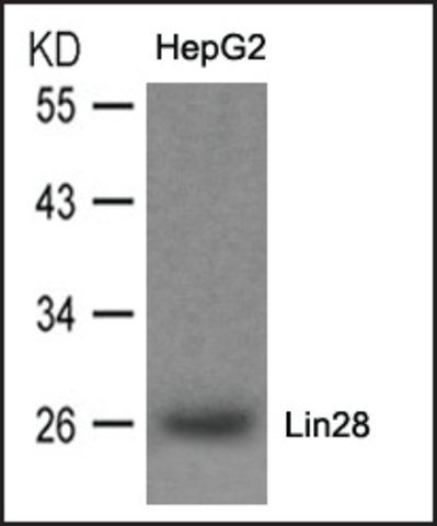 Anti-Lin28 antibody produced in rabbit