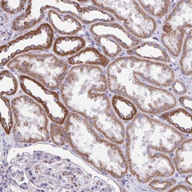 Anti-LINGO4 antibody produced in rabbit