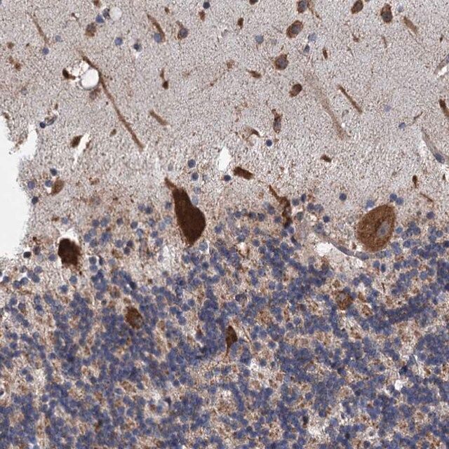 Anti-LINS1 antibody produced in rabbit