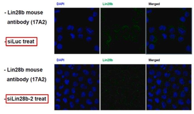Anti-Lin-28B, clone 17A2 Antibody