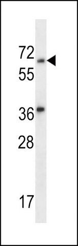 ANTI-LINGO3 (C-TERM) antibody produced in rabbit