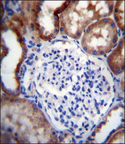 ANTI-LINGO4 (C-TERM) antibody produced in rabbit