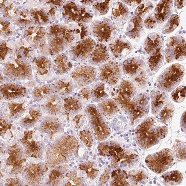 Anti-LINGO3 antibody produced in rabbit