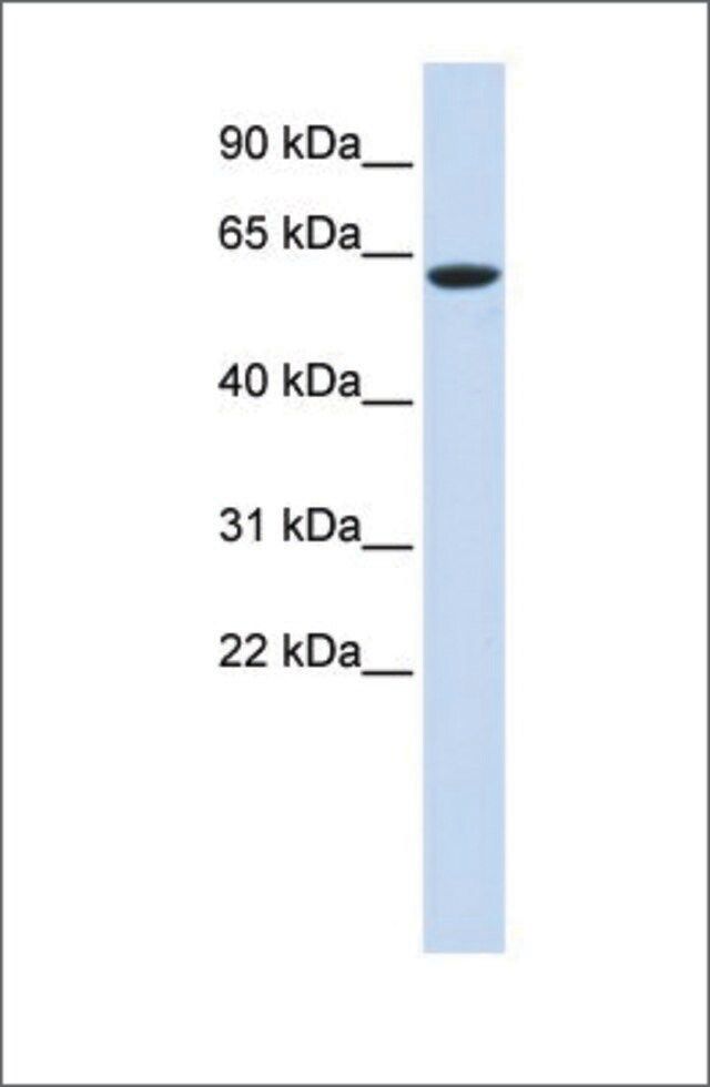Anti-LINGO4 antibody produced in rabbit