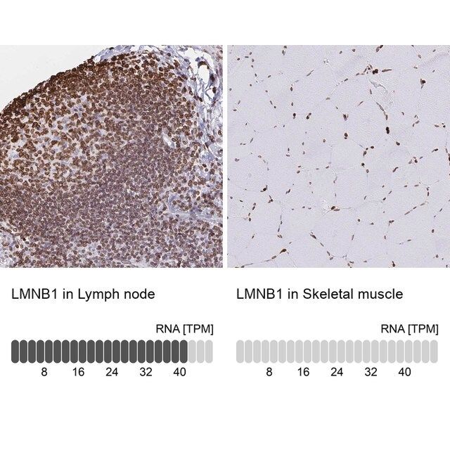 Anti-LMNB1 antibody produced in rabbit