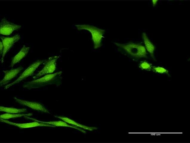 Anti-LOC541473 antibody produced in rabbit
