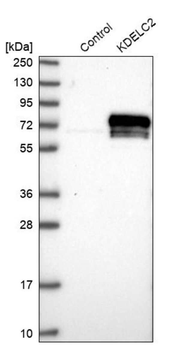 Anti-KDELC2 antibody produced in rabbit