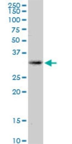 Anti-KCNRG antibody produced in mouse