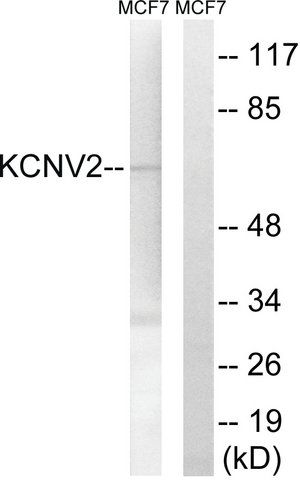 Anti-KCNV2 antibody produced in rabbit