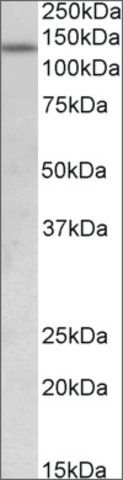 Anti-KDM2A antibody produced in goat