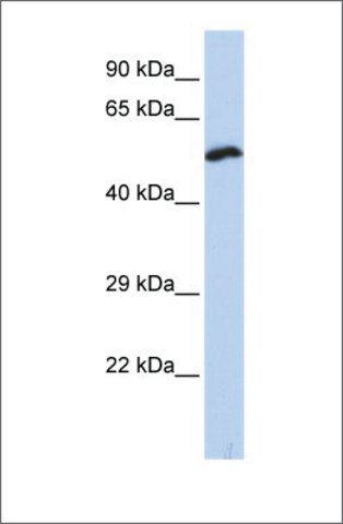Anti-KCNS1 antibody produced in rabbit