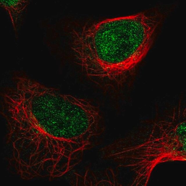 Anti-KDM1A antibody produced in rabbit