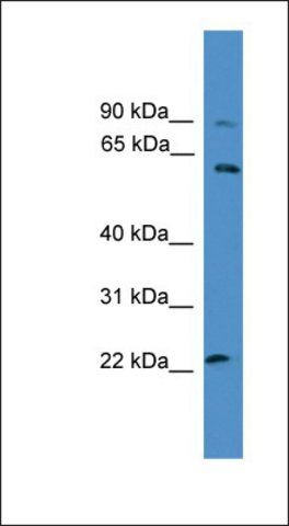Anti-KCNS1 antibody produced in rabbit
