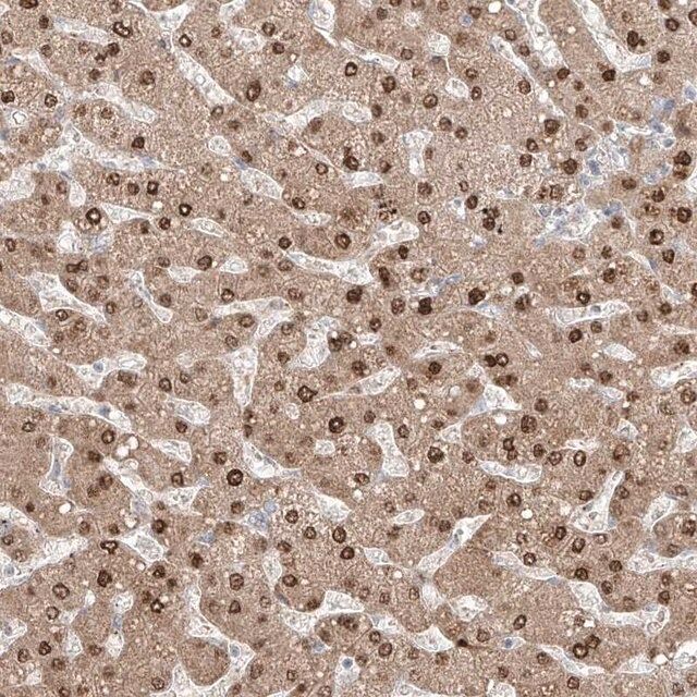 Anti-KDM1B antibody produced in rabbit