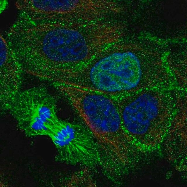 Anti-KDF1 antibody produced in rabbit