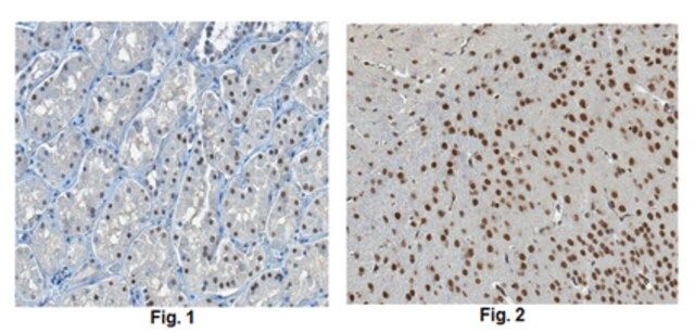 Anti-KDM5B Antibody, clone 15G8.1