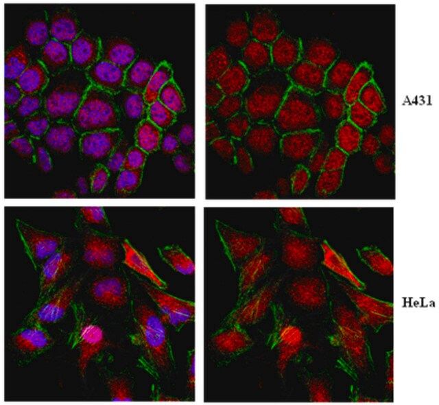 Anti-KEAP1 Antibody