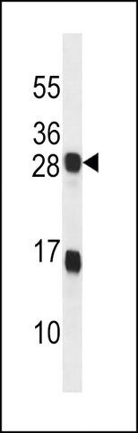 ANTI-KDELR2(C-TERMINAL) antibody produced in rabbit