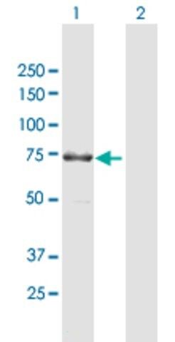 Anti-KIAA1279 antibody produced in mouse