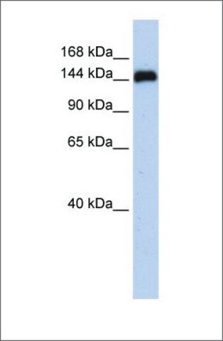Anti-KIAA0182 antibody produced in rabbit