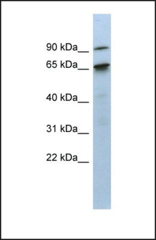 Anti-KIAA0427, (N-terminal) antibody produced in rabbit