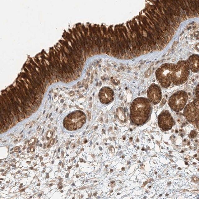 Anti-KIAA0232 antibody produced in rabbit