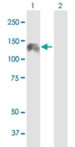 Anti-KIAA0319L antibody produced in mouse