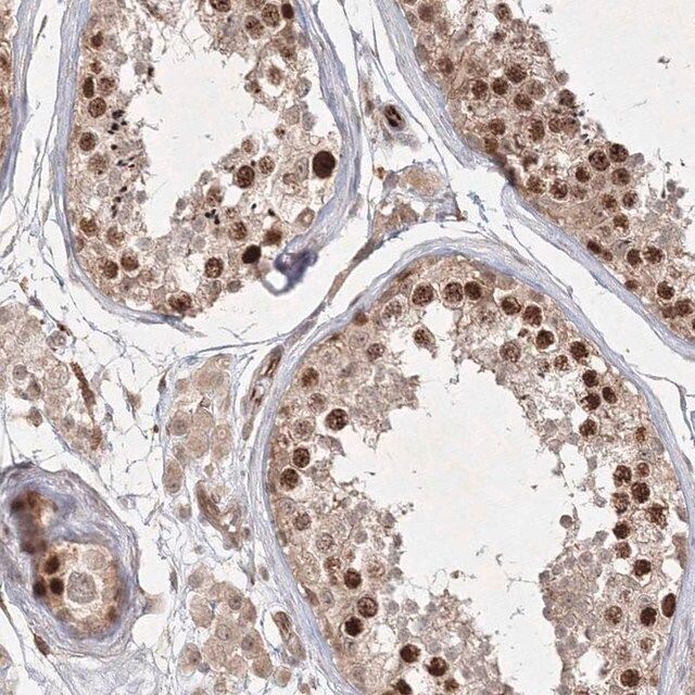 Anti-KIF20A antibody produced in rabbit