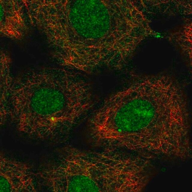 Anti-KIF2A antibody produced in rabbit