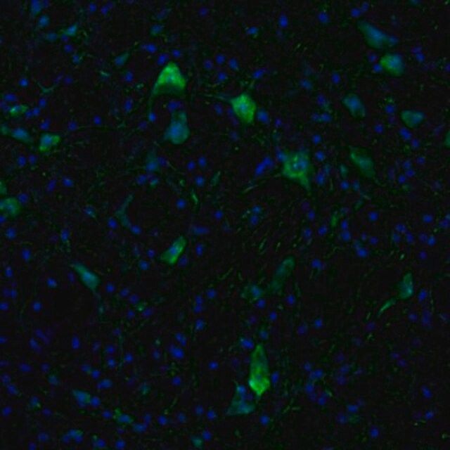 Anti-KIF5A antibody produced in rabbit