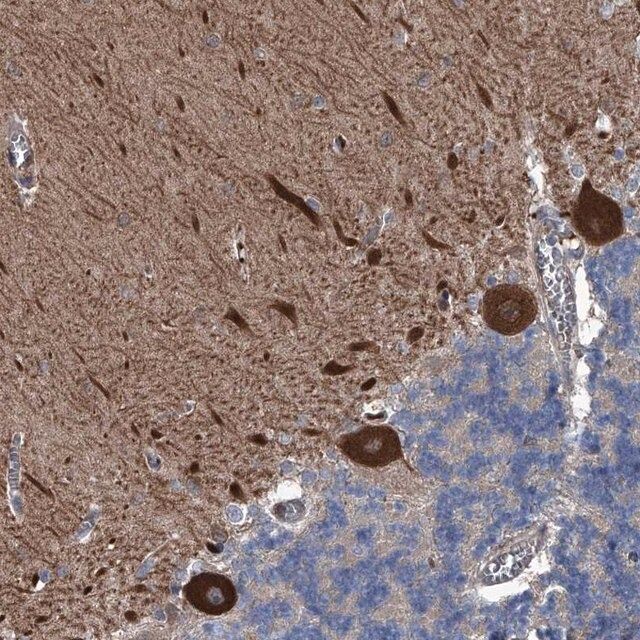 Anti-KIF13A antibody produced in rabbit