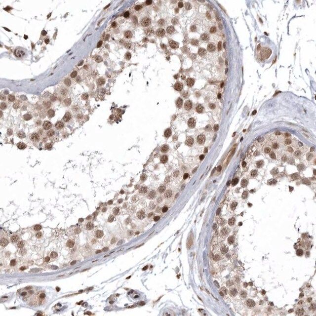 Anti-ISG20L2 antibody produced in rabbit