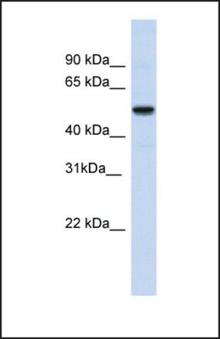 Anti-IRX3, (N-terminal) antibody produced in rabbit