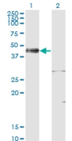 ANTI-ISL1 antibody produced in mouse