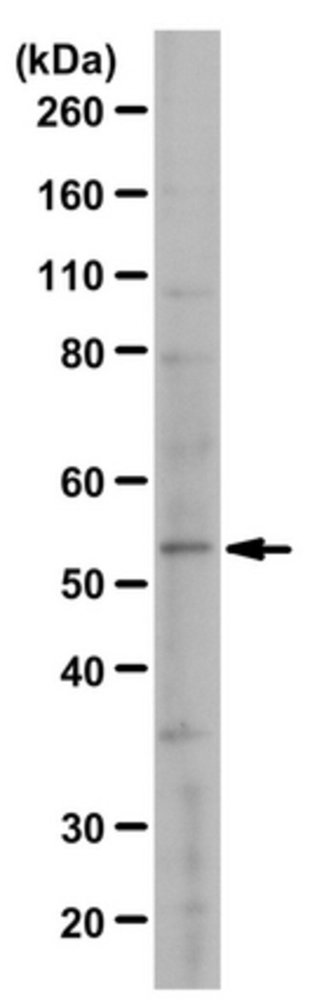 Anti-Irx-5