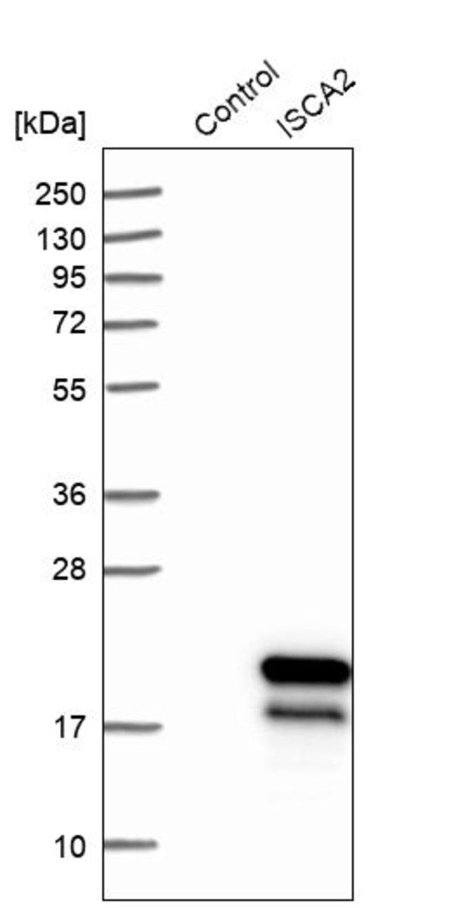 Anti-ISCA2 antibody produced in rabbit