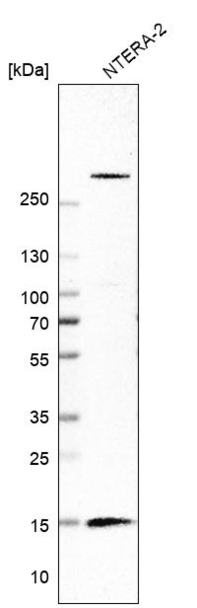 Anti-ISCA1 antibody produced in rabbit