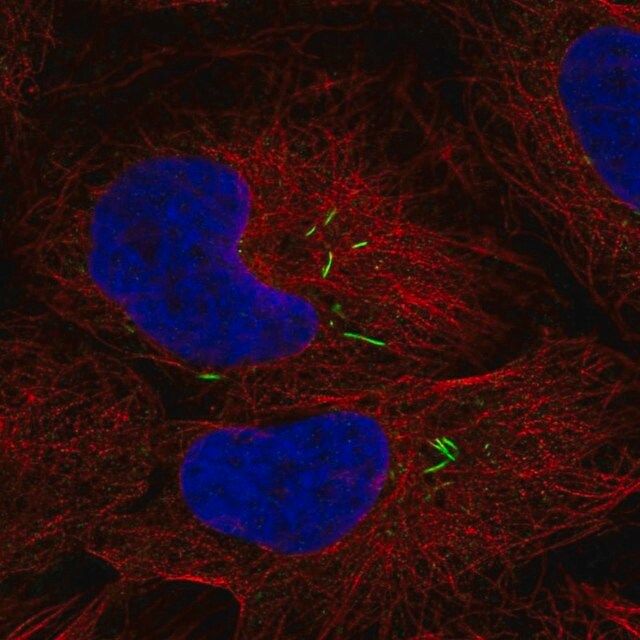 Anti-ISL2 antibody produced in rabbit