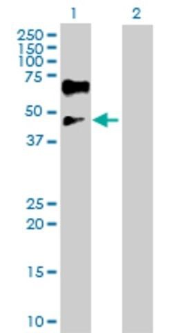 Anti-ISL1 antibody produced in rabbit