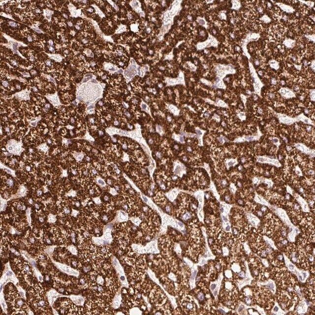 Anti-ISCU antibody produced in rabbit