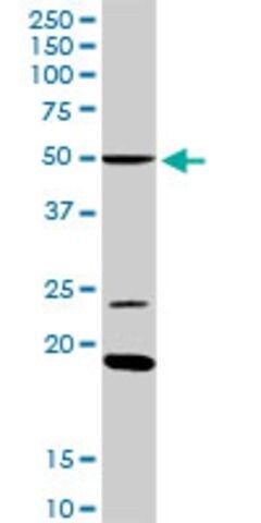 Anti-ISL2 antibody produced in rabbit