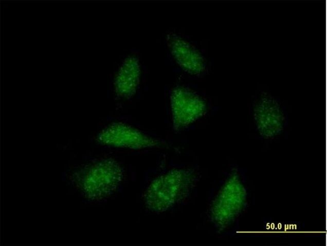 Anti-ISG20L1 antibody produced in mouse