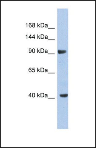 Anti-KCNH6 antibody produced in rabbit