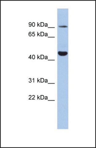 Anti-KCNH2 antibody produced in rabbit