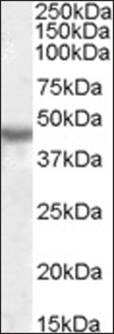 Anti-KCNJ1 antibody produced in goat